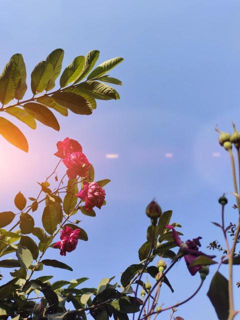 Beautiful Village Rose Flower with Blue Sky Background – Nature Photography Free Download